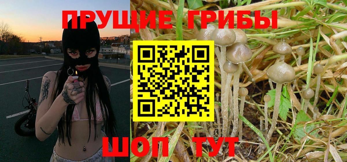 Галлюциногенные грибы GOLDEN TEACHER Северск